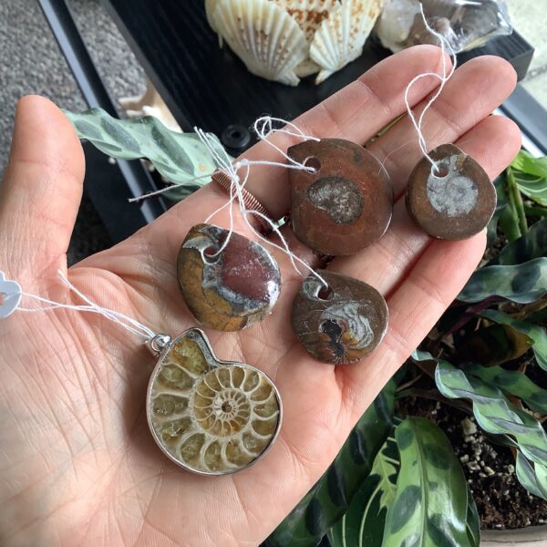 Ammonite Pendants