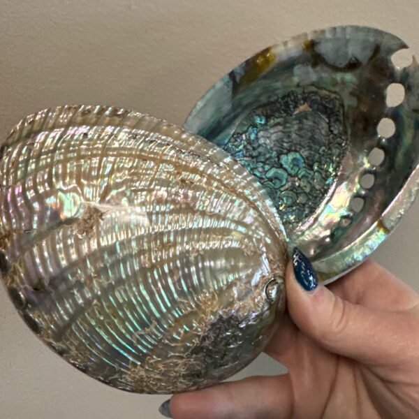 Abalone Shell Smudge Bowl