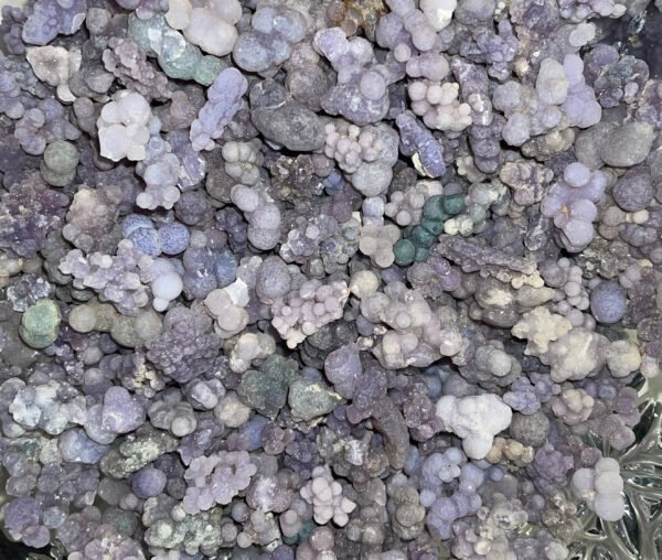 Grape seed