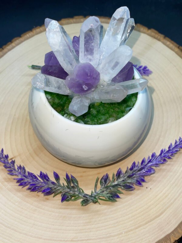 Dream Amethyst Plant