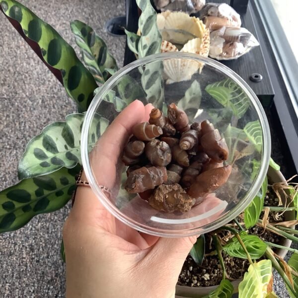 Carnelian Agate Replaced Fossilized Shells
