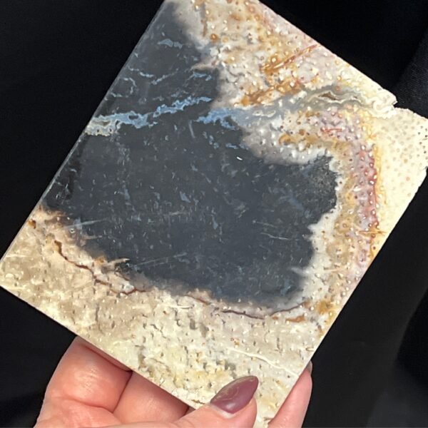 Petrified Wood Plate Indonesia