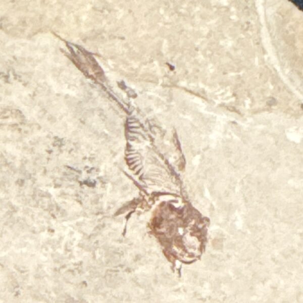 Knightia Fossil Wyoming